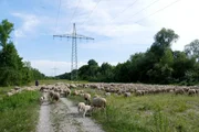 Sch&auml;fer mit Herde weidet unter einer Stromtrasse bei Augsburg.