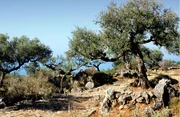 Olivenhain.