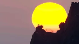 Fischadler, Sonnenaufgang.