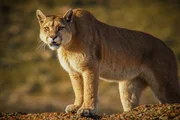 Im Nationalpark Torres del Paine, der im S&uuml;den Chiles liegt, sind die Pumas die unangefochtenen Herrscher.