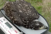 Nach der Beringung wird das Seeadlerjunge noch gewogen.