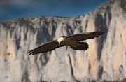 Die Bartgeier kontrollieren jeden Tag riesige Reviere in der Bergwildnis, um im Segelflug nach Beute zu suchen. Fast &uuml;berall sind die Bartgeier in Europa verschwunden.
