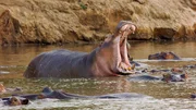 Drohverhalten eines Hippobullen.