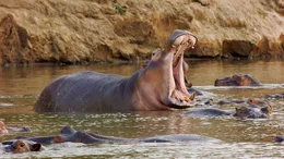 Drohverhalten eines Hippobullen.