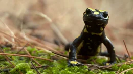 Korsicher Feuersalamander.