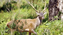 Korsischer Hirsch.