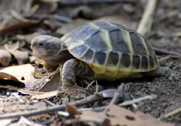 Frisch geschl&uuml;pfte Hermann Schildkr&ouml;te.