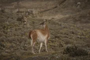 Pumas sind vor allem d&auml;mmerungs- und nachtaktiv. Auch wenn sie gelegentlich tags&uuml;ber jagen, sind ihre Erfolgschancen in der Dunkelheit eindeutig besser.