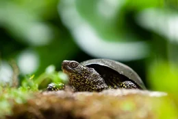 Europ&auml;ische Sumpfschildkr&ouml;te.