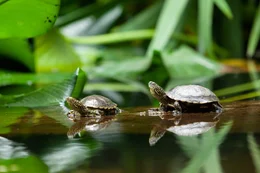 Europ&auml;ische Sumpfschildkr&ouml;ten.