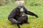 Siamangbaby im Jaderpark