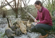 Teresa Willmen bei der F&uuml;tterung der Nasenb&auml;ren.