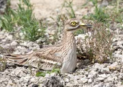 Der Triel br&uuml;tet in Grassteppen und ist mit seinem schlichten Gefieder hervorragend getarnt. Seine auff&auml;llig gro&szlig;en Augen haben jederzeit alles im Blick.