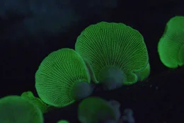 Die Zwergkn&auml;ulinge - wissenschaftlich Panellus fungus - sind leicht auszumachen: ihre Lamellen senden nachts ein intensives Licht aus. Lange Zeit war der Zweck des Leuchtens r&auml;tselhaft, doch mittlerweile vermuten Forscher, dass das Licht Insekten anlocken soll, um die Sporen der Pilze verteilen.