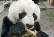 Bao Bao erfreut sich mit 29 Jahren bester Gesundheit und l&auml;sst sich sein Futter schmecken.