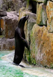 Eine Trainingsstunde f&uuml;r die Seel&ouml;wen steht auf dem Programm. Enzo hat aber weniger Lust als sonst.