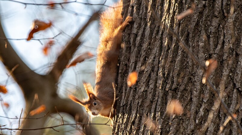 Die verrückte Welt der Hörnchen (D, 2019)
