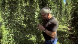 Georg Brantl baut seit 20 Jahren biologischen Hopfen an.