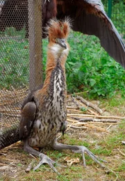 ARD/rbb PANDA, GORILLA & CO. - Geschichten aus dem Zoo Berlin und dem Tierpark Berlin, Teil 131. Der Goliathreiher hat's in sich: mit seiner speziellen Kampftechnik ist er sehr gef&auml;hrlich.