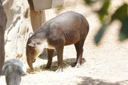 Baird's tapir on exhibit.