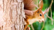Manche H&ouml;rnchen k&ouml;nnen fliegen, viele leben am Boden oder in B&auml;umen und einige bevorzugen die K&auml;lte oder die Hitze. Ob Jung oder Alt: Es gibt kaum einen Menschen, der sich dem Charme eines drollig dreinschauenden H&ouml;rnchens mit vollen Backen entziehen kann.