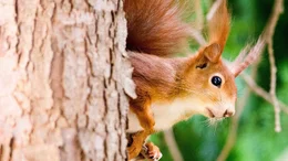 Manche H&ouml;rnchen k&ouml;nnen fliegen, viele leben am Boden oder in B&auml;umen und einige bevorzugen die K&auml;lte oder die Hitze. Ob Jung oder Alt: Es gibt kaum einen Menschen, der sich dem Charme eines drollig dreinschauenden H&ouml;rnchens mit vollen Backen entziehen kann.