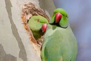 Das M&auml;nnchen des Halsbandsittichs versorgt seine Partnerin w&auml;hrend der Brutzeit mit Nahrung.