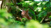 Manche H&ouml;rnchen k&ouml;nnen fliegen, viele leben am Boden oder in B&auml;umen und einige bevorzugen die K&auml;lte oder die Hitze. Ob Jung oder Alt: Es gibt kaum einen Menschen, der sich dem Charme eines drollig dreinschauenden H&ouml;rnchens mit vollen Backen entziehen kann.