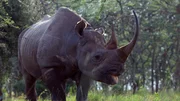 Black Rhino (Diceros bicornis)