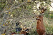 Rove-Ziegen halten die Vegetation kurz und verhindern so die Ausweitung von Br&auml;nden. So findet die lokale Ziegenrasse, die schon fast ausgestorben war, in der Garrigue wieder ihren Platz.
