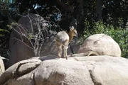 Male klipspringer at the San Diego Zoo Africa Rocks exhibit.
