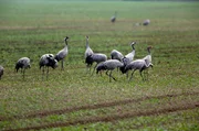 Kraniche mit Jungtier: Ganz heimlich haben die Kraniche ein Nest im unzug&auml;nglichen Erlenbruch angelegt
