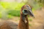 Cassowary on exhibit.