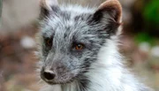Polarfuchs Tschakki ist ein total anh&auml;nglicher Typ.