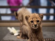 Cheetahs.