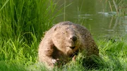 Als w&uuml;rde er f&uuml;r die Dreharbeiten zur 3sat Dokumentation &bdquo;Das Geheimnis der Au&ldquo; posieren: Biber am Sicheldorfer Teich nahe der Grenzmur-Au.