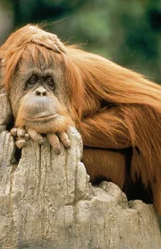 Orang Utan