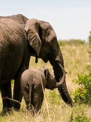 African Elephant and cub (Loxodonta africana), Masai Mara National Reserve, Kenya.