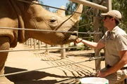 Keeper feeding southern white rhino.