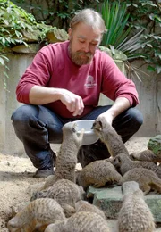 Pfleger Reinhold Evels f&uuml;ttert die Erdm&auml;nnchen-Kolonie.