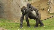 Gorillas.