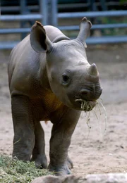 ARD/rbb PANDA, GORILLA & CO. - Geschichten aus dem Zoo Berlin und dem Tierpark Berlin, Teil 131. Spitzmaulnashorn Kito hat sich pr&auml;chtig entwickelt. Der halbj&auml;hrige Sohn von Ine zeigt stolz seine zwei wachsenden H&ouml;rner. Und ein bisschen l&auml;sst er sogar schon mal den Macho raush&auml;ngen...
