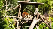 Tree kangaroo on exhibit.