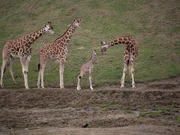 Baby giraffe with older giraffes.