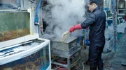 Frisch gefangene Krabben in den Restaurants von Gangneung. Sie kommen lebend in die Dampfbox.