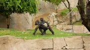 Gorillas at San Diego Zoo Safari Park.