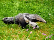 Ameisenb&auml;r Adolpho.