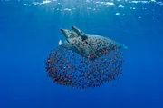 Gemeinsam tauchen mit Rochen Auf den Azoren erlebt Fotograf und Filmemacher Reinhard Mink ber&uuml;hrende und spektakul&auml;re Momente mit den bedrohten Tieren der Ozeane.