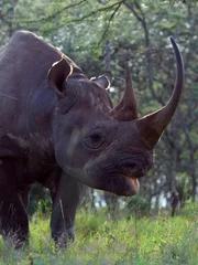 Black Rhino (Diceros bicornis)