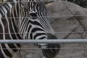 Zebra on exhibit.